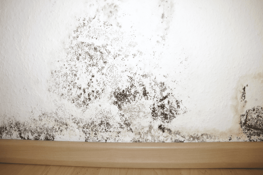 Preventing Mold and Mildew on Your Home's Exterior