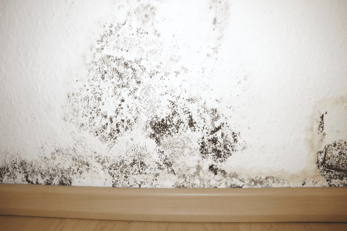 Preventing Mold and Mildew on Your Home's Exterior